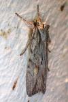 Lithophane leautieri