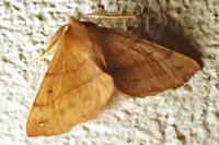 Colotois pennaria