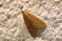 Udea numeralis