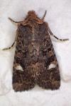 Dryobota labecula