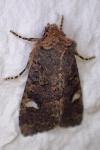 Dryobota labecula