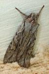 Lithophane leautieri