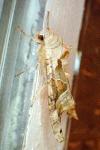 Phlogophora meticulosa