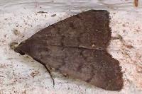 Nodaria nodosalis