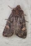 Dryobota labecula