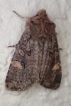 Dryobota labecula