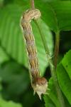Erannis defoliaria