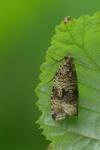 Celypha lacunana