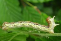 Erannis defoliaria