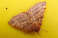 Colotois pennaria