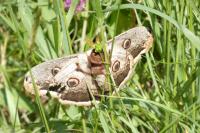 Saturnia pyri
