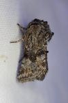 Cleonymia yvanii
