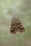 Elophila nymphaeata