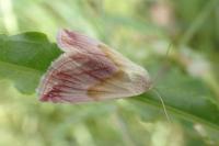 Eublemma purpurina