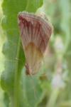 Eublemma purpurina