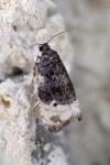 Hedya nubiferana