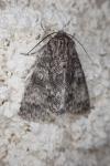Acronicta megacephala