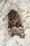 Euplexia lucipara