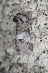 Drymonia dodonaea