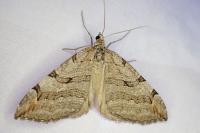 Aplocera