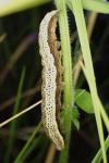 Lygephila pastinum
