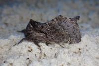 Rhegmatophila alpina