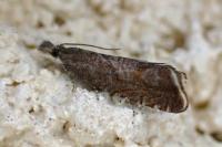 Dichrorampha plumbana