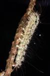 Katha depressa