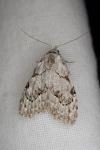 Nola confusalis