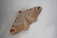 Macaria liturata
