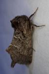 Rhegmatophila alpina