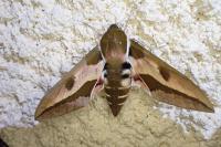 Hyles euphorbiae
