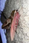Hyles euphorbiae