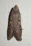 Aphomia gularis