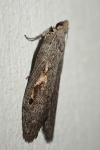 Aphomia gularis