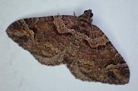 Catarhoe basochesiata