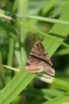 Euclidia glyphica