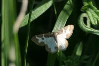 Lomaspilis marginata
