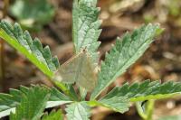 Ostrinia nubilalis