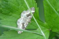 Epirrhoe alternata