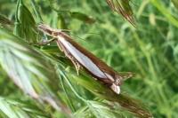 Crambus pascuella