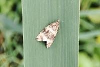 Celypha lacunana