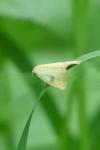 Rivula sericealis