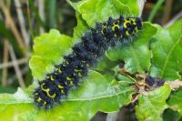 Saturnia pavonia
