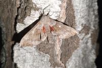 Laothoe populi