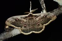 Saturnia pyri