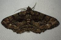 Peribatodes ilicaria