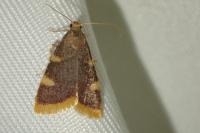 Hypsopygia costalis
