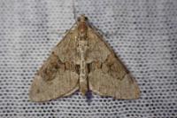 Thera obeliscata