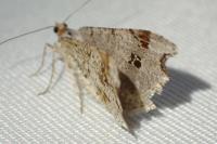 Macaria alternata